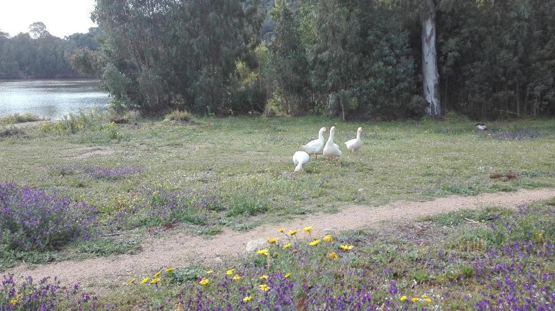 B&B Il Melograno Capoterra Buitenkant foto